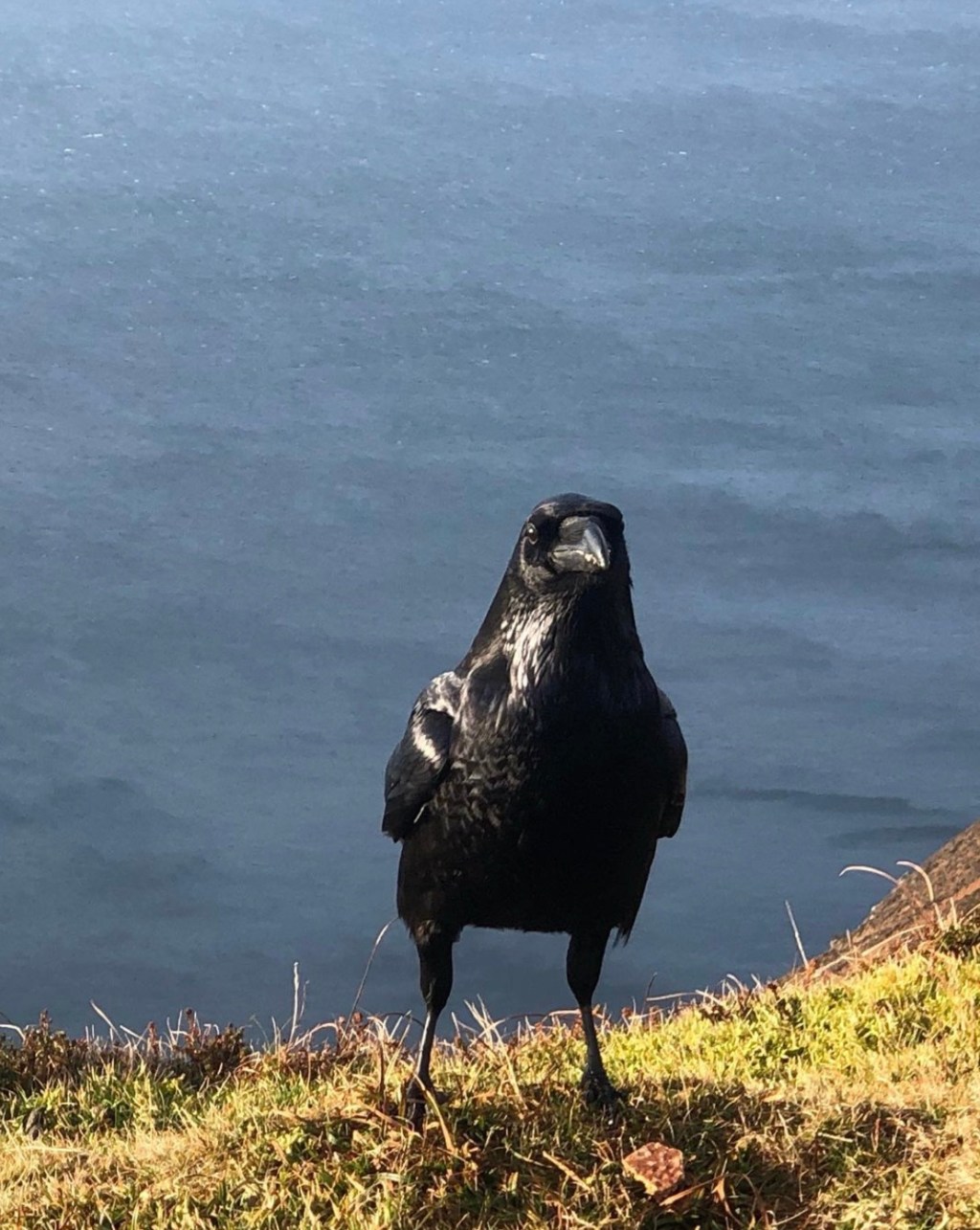 Hobnobbin’ With Crows